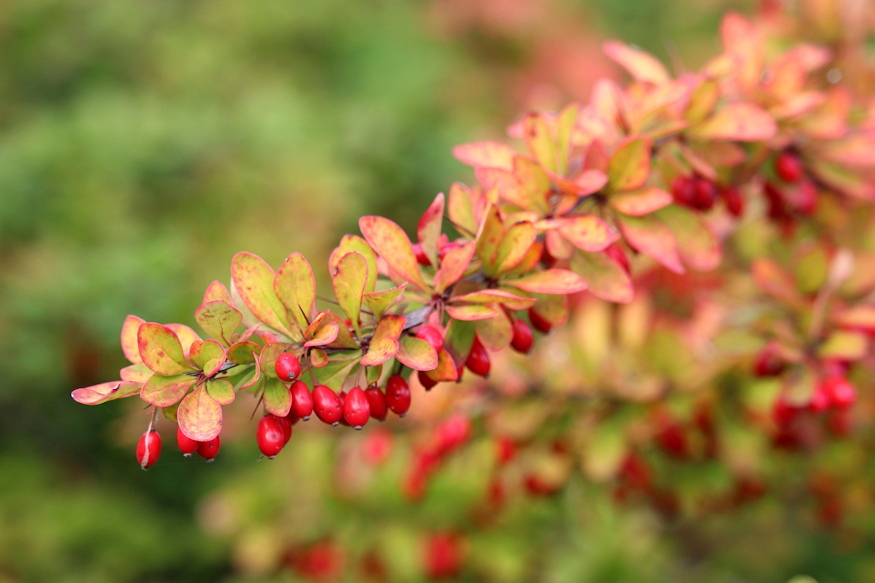 borbolyak sokszinu vilaga 08