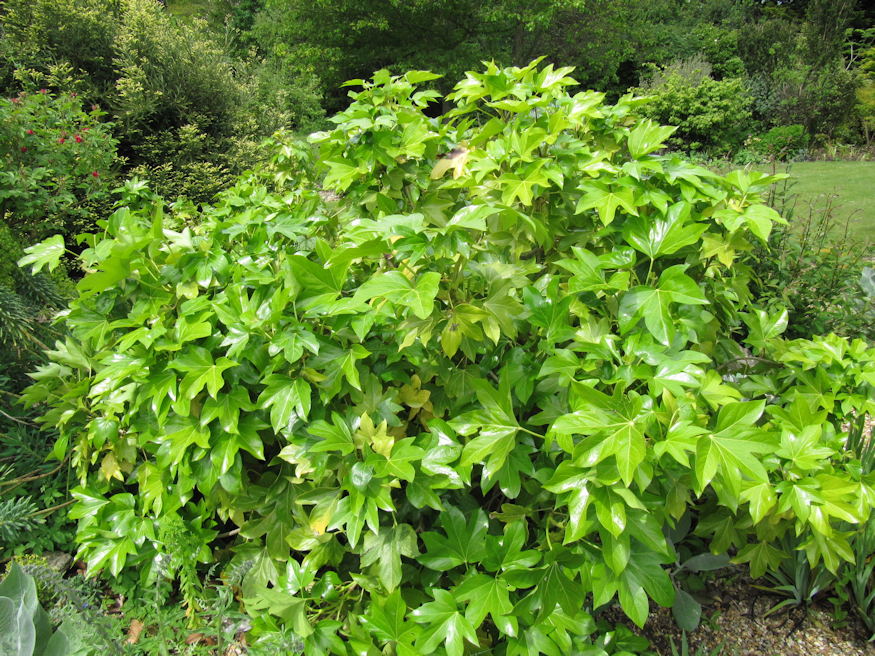 Borostyanaralia 02
