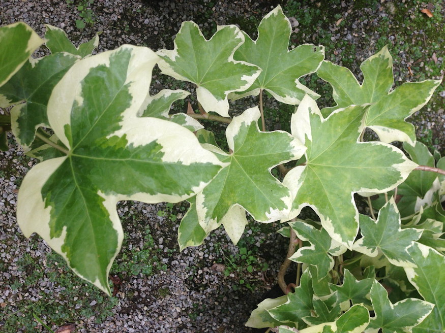 borostyanaralia 03