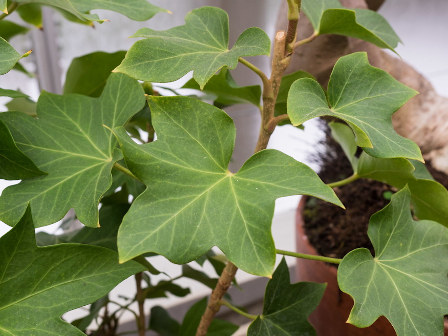 borostyanaralia 04
