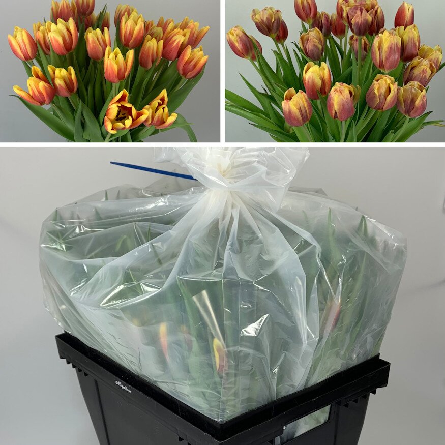 csomagolas tulipanokat frissen tartja 02