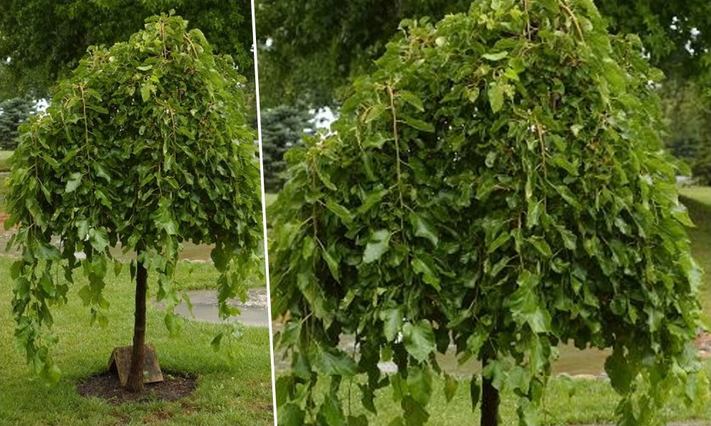 Csüngő eperfa – a kert mesebeli fája, ami nyáron árnyékot, ősszel ízeket ad