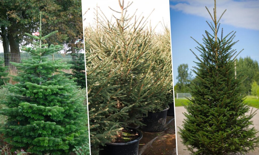 Dézsás vagy vágott fa legyen karácsonyra?