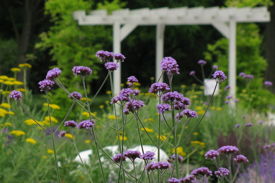 ernyos verbena legies 02
