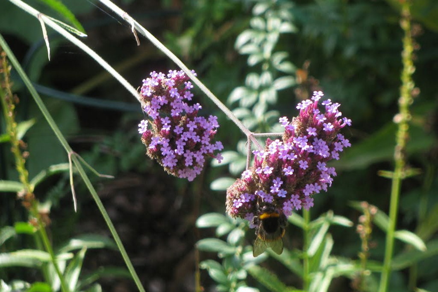 ernyos verbena legies 03