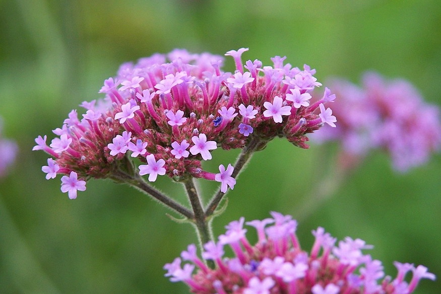 ernyos verbena legies 05