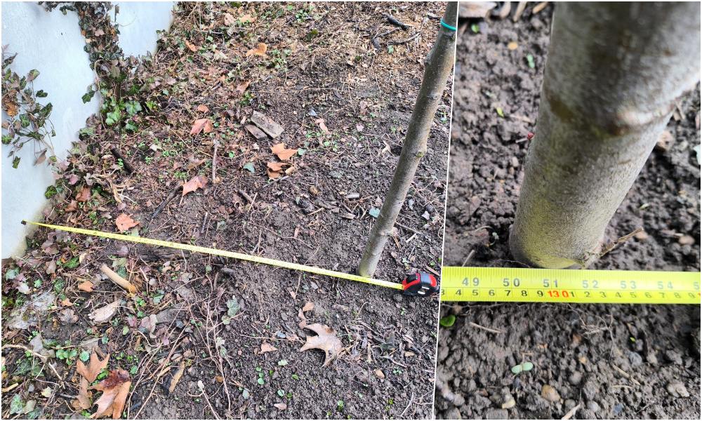 Fa a garázs mögé 130 centire