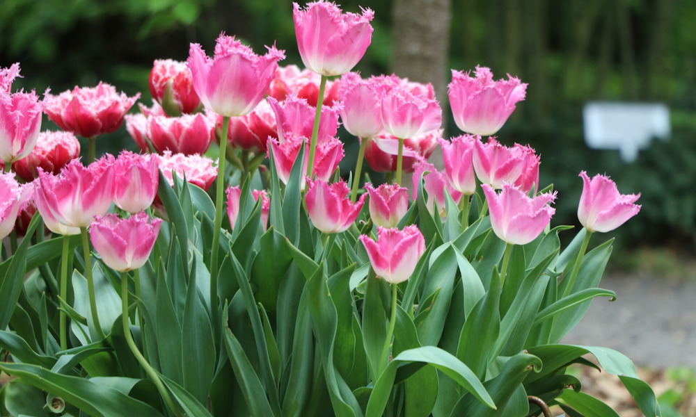 Mikor kell felszedni a tulipán hagymáit?