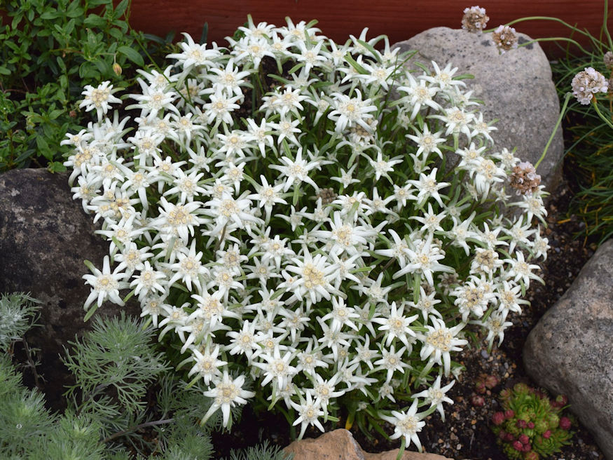 havasi gyopar alpok csillaga 04