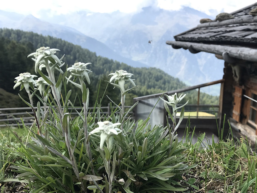 havasi gyopar alpok csillaga 05