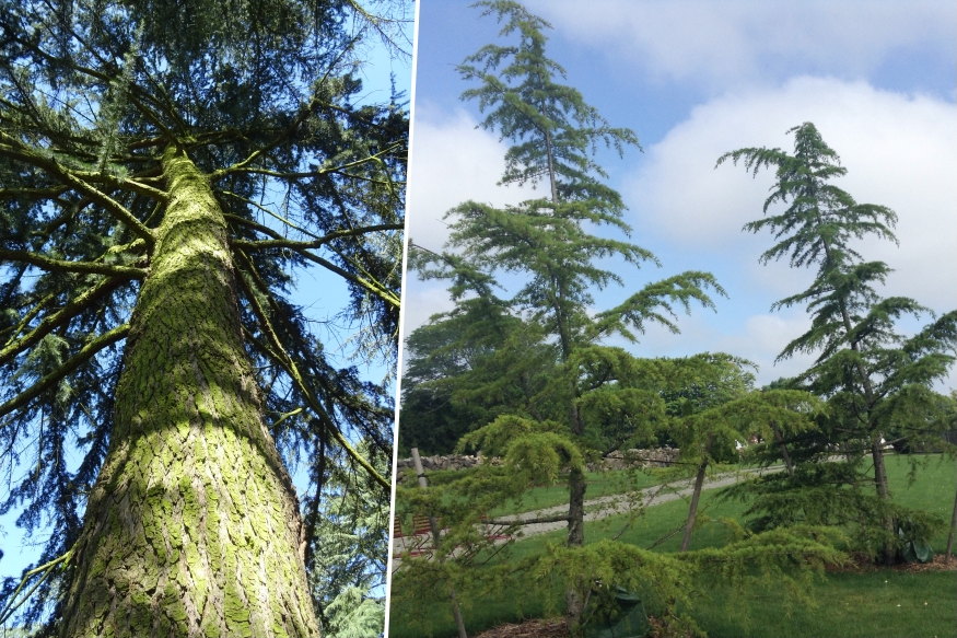 himalajai cedrus 02