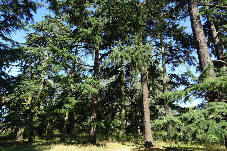 himalajai cedrus 03