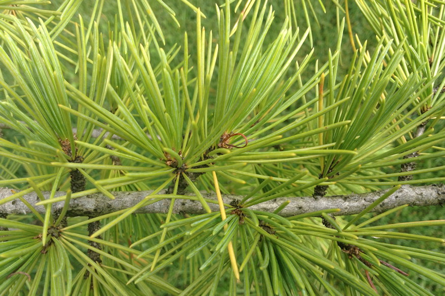 himalajai cedrus 04