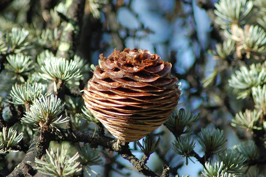 himalajai cedrus 05