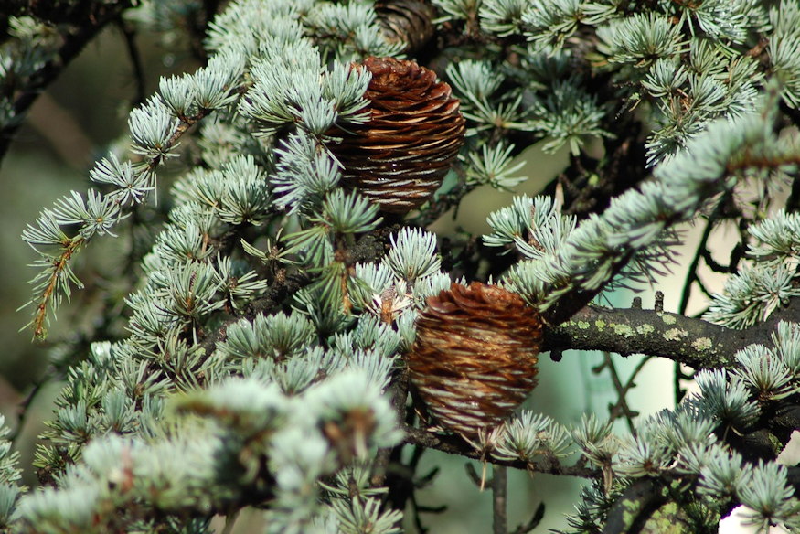 himalajai cedrus 06