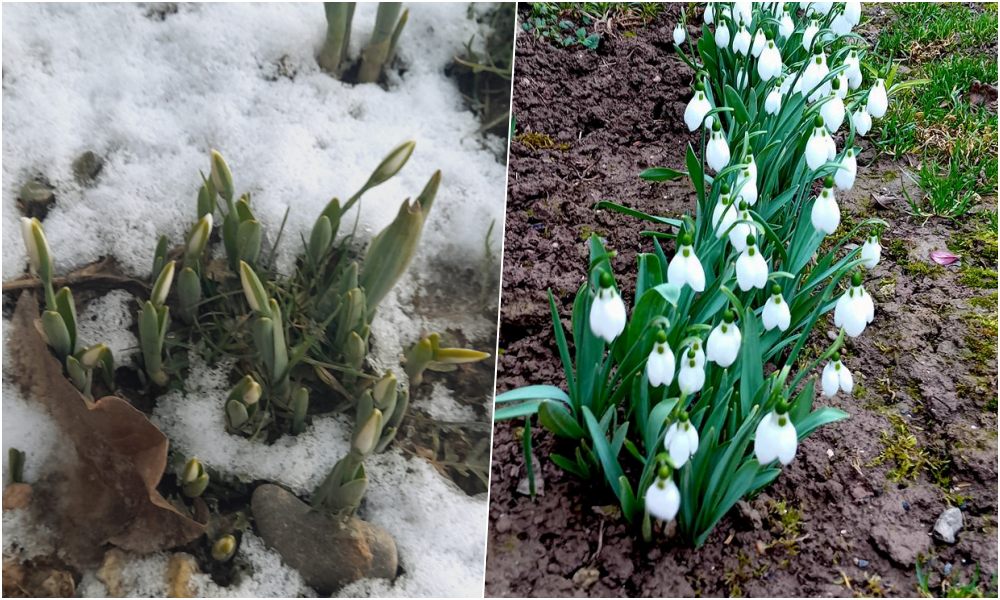 Hóvirágmező a kertben