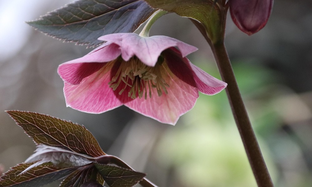 Hunyor a kertben – miért pont most találkozol vele a kertészetben?