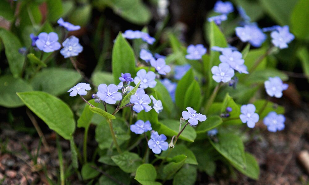 Sűrű szőnyeget képezhet a nedves, félárnyékos helyeken is a kékvirágú tavaszi békaszem