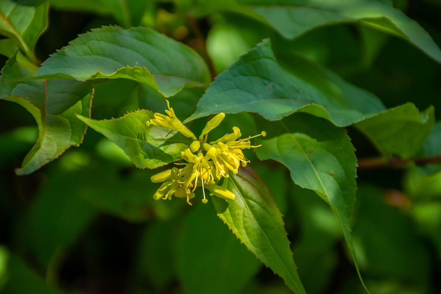 keskenylevelu sargalonc 02