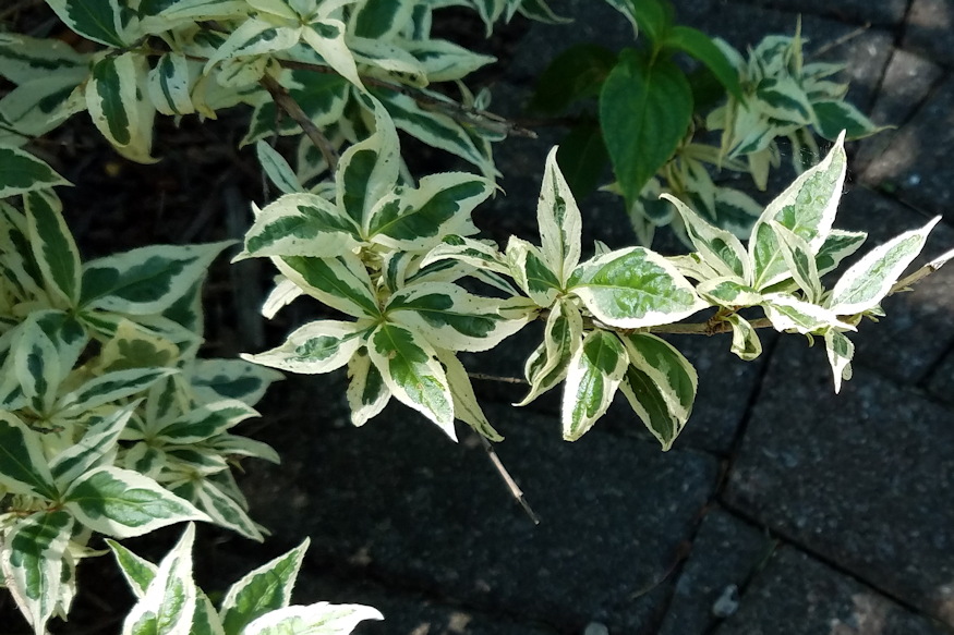 keskenylevelu sargalonc 03