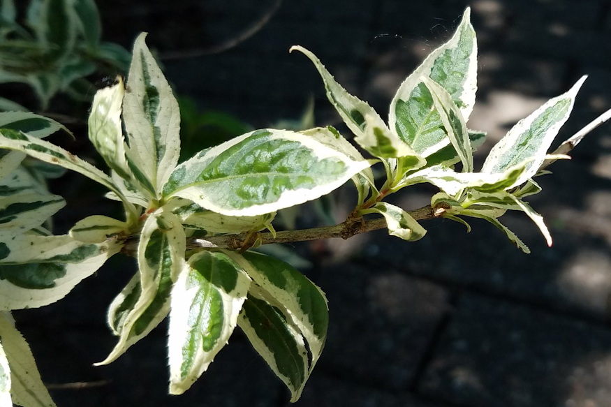 keskenylevelu sargalonc 04