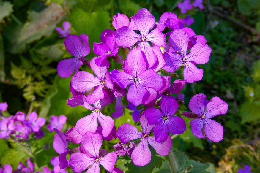 keteves holdviola 02