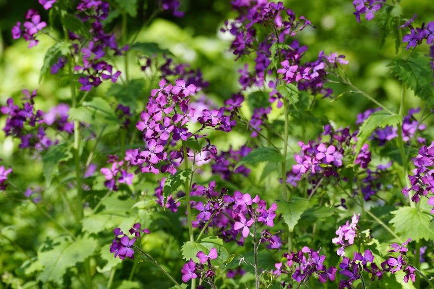 keteves holdviola 05