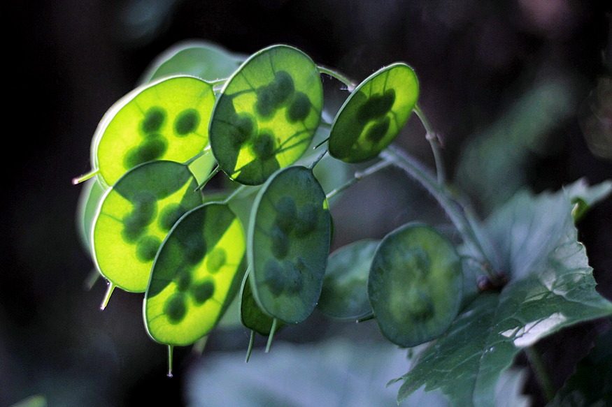 keteves holdviola 06