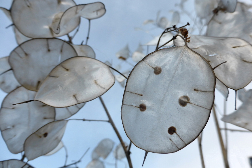 keteves holdviola 07