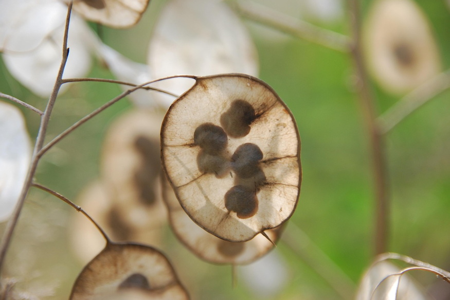 keteves holdviola 08