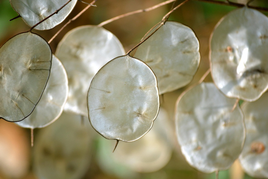 keteves holdviola 09