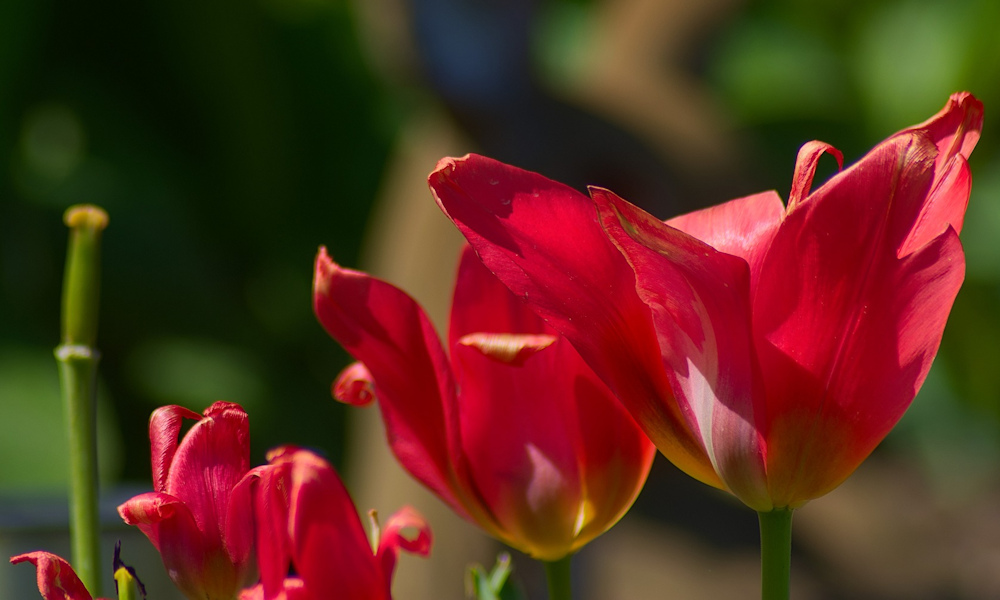 Kiássuk a tulipánhagymákat vagy maradhatnak a helyükön?