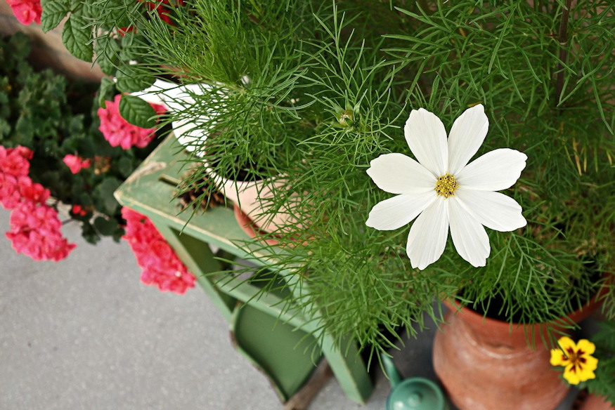 kimerultek cserepes novenyeid 06