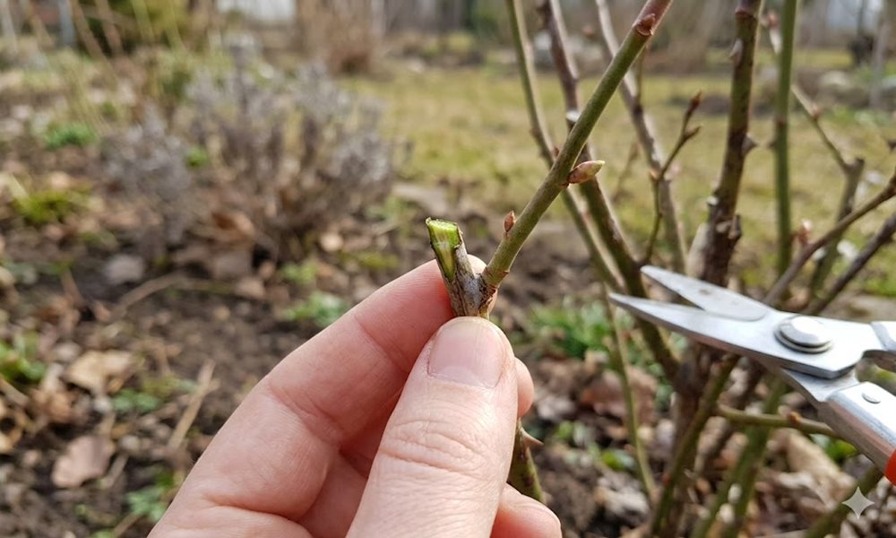 Kora tavaszi díszcserje-ellenőrzés – mit fagyott vissza?