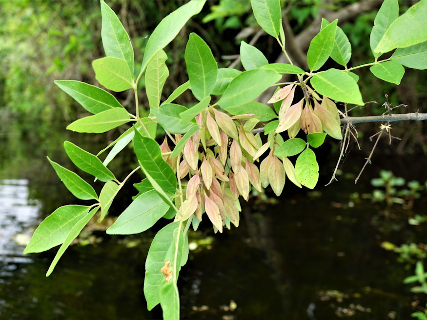 koris nemes arnyekfa 03