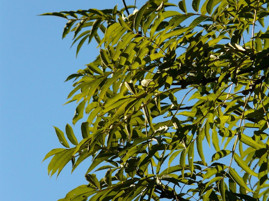 koris nemes arnyekfa 05