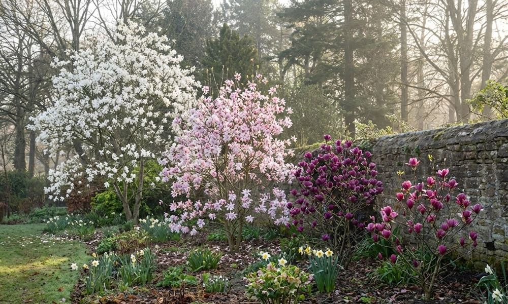 Amikor a magnólia belép a kertbe – és minden más statisztává válik