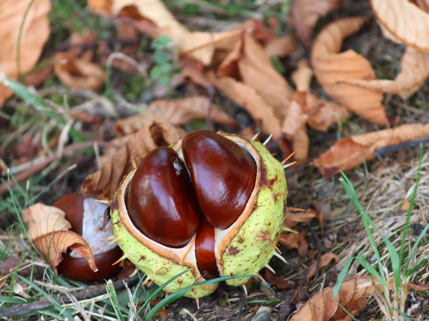 miert erdemes vadgesztenyet 06