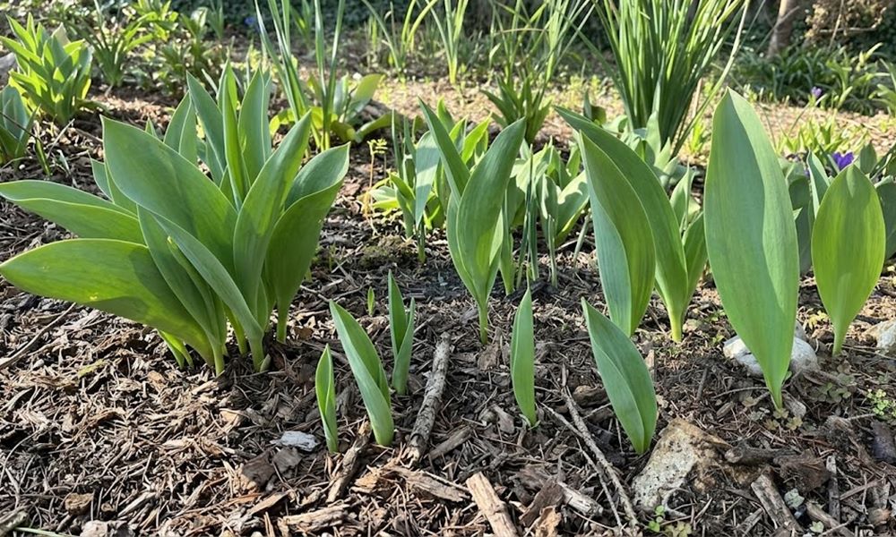 Miért nem virágzik a tulipán? – csak a levelek bújnak elő, virág sehol