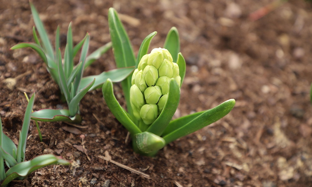 Őszi hagymák földbe rejtett meglepetései – a tulipán, nárcisz és jácint titkai