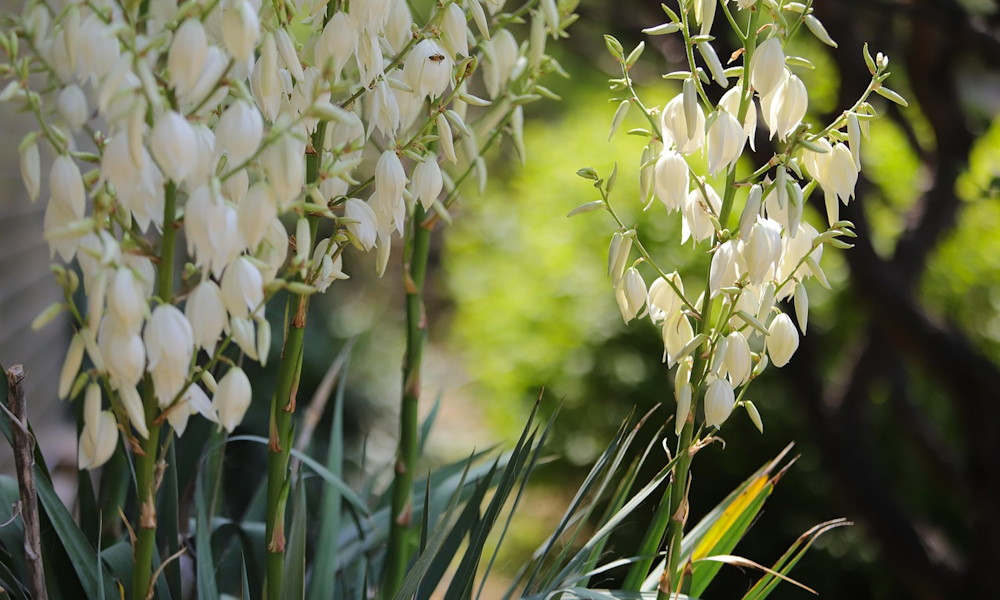 Pálmaliliom – a sivatag királynője, aki a kertben is uralkodik