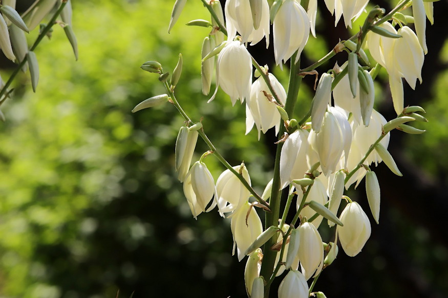 palmaliliom sivatag kiralynoje 02