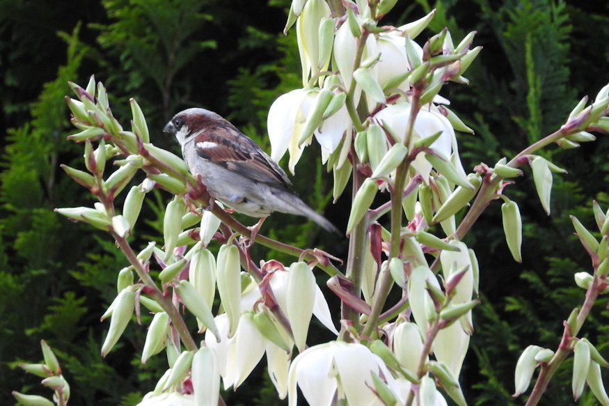 palmaliliom sivatag kiralynoje 03