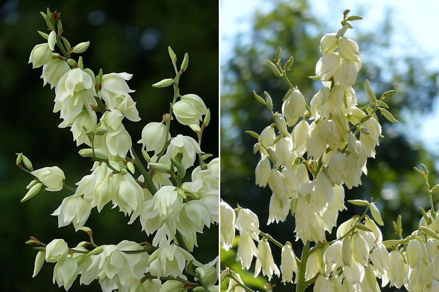 palmaliliom sivatag kiralynoje 04