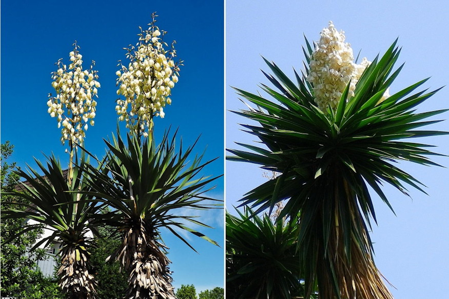 palmaliliom sivatag kiralynoje 05