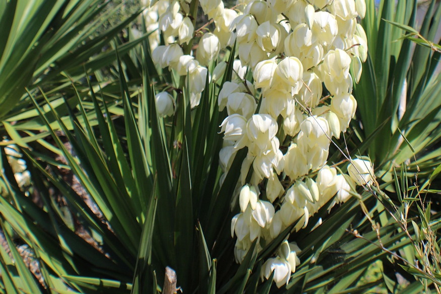 palmaliliom sivatag kiralynoje 06