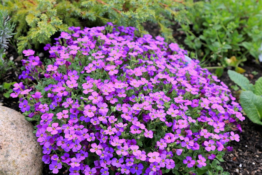 pazsitviola nagy varazslat 02