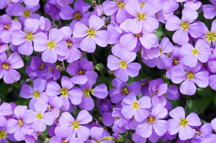 pazsitviola nagy varazslat 03