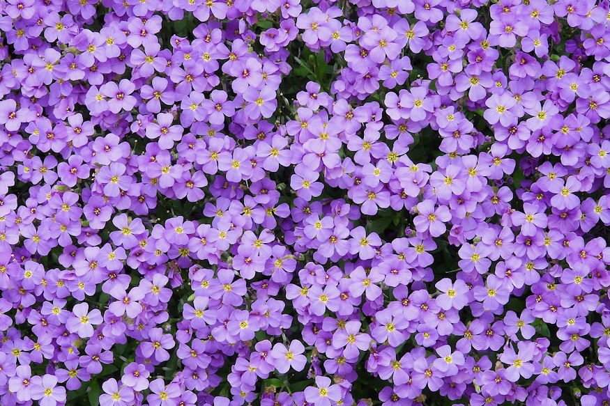 pazsitviola nagy varazslat 04