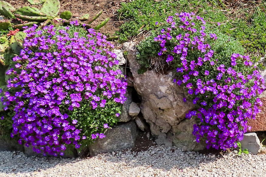 pazsitviola nagy varazslat 07